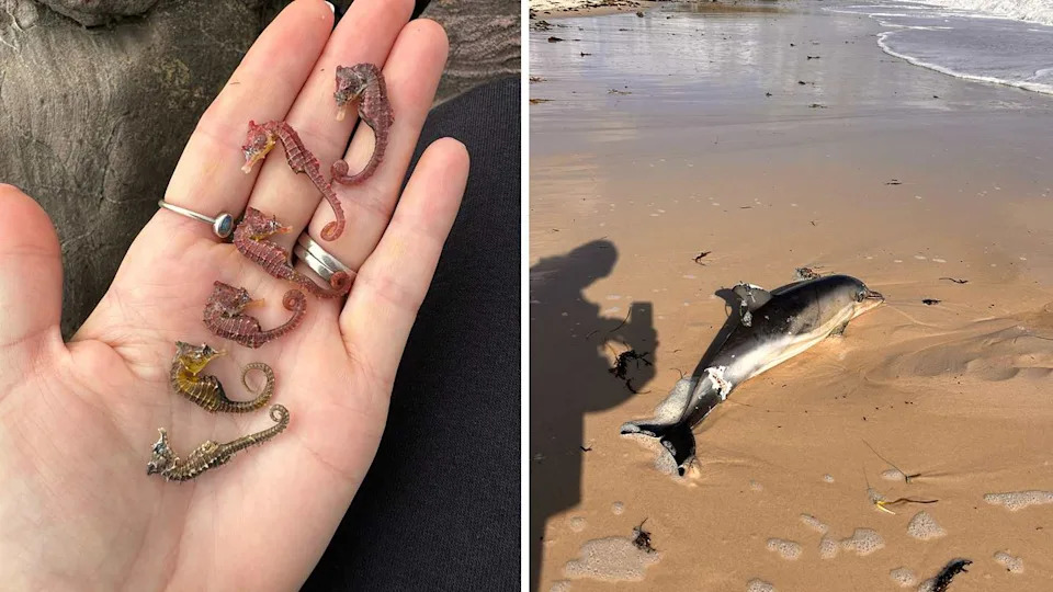 Left: Dead seahorses in the palm of a human hand. Right: a dead dolphin on the beach. Source: Jo Dunn/jamesh1969/iNaturalist