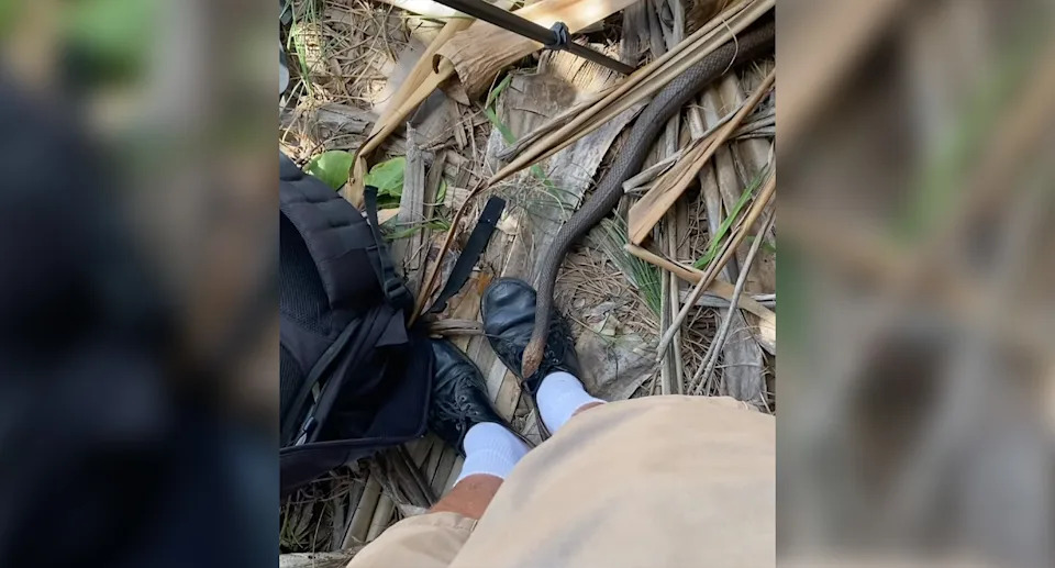 The snake visible on the surfer's shoe. 