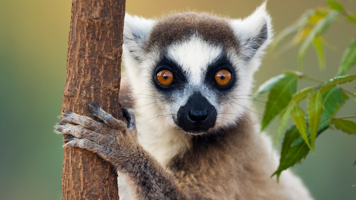 Lemur risks being eaten to extinction as black market meat