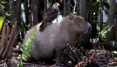 The world loves capybaras. Weary Brazilians are sterilising them
