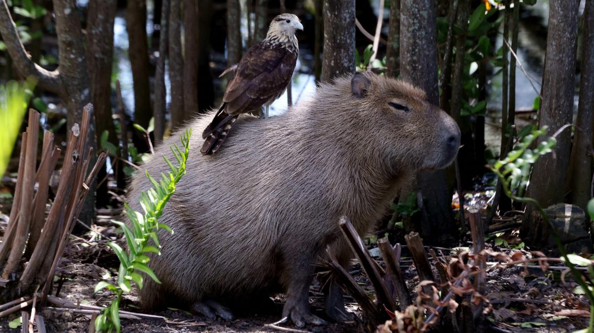 The world loves capybaras. Weary Brazilians are sterilising them