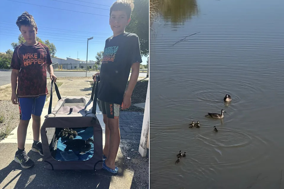 Mason (left) and Byron carrying the family of ducks. Source: Supplied