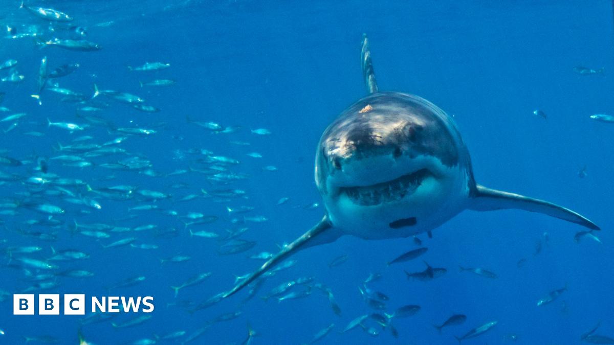 A great white shark moves towards the camera through clear, blue water. A shoal of small fish surround the large predator and its rows of pointed teeth are clearly visible