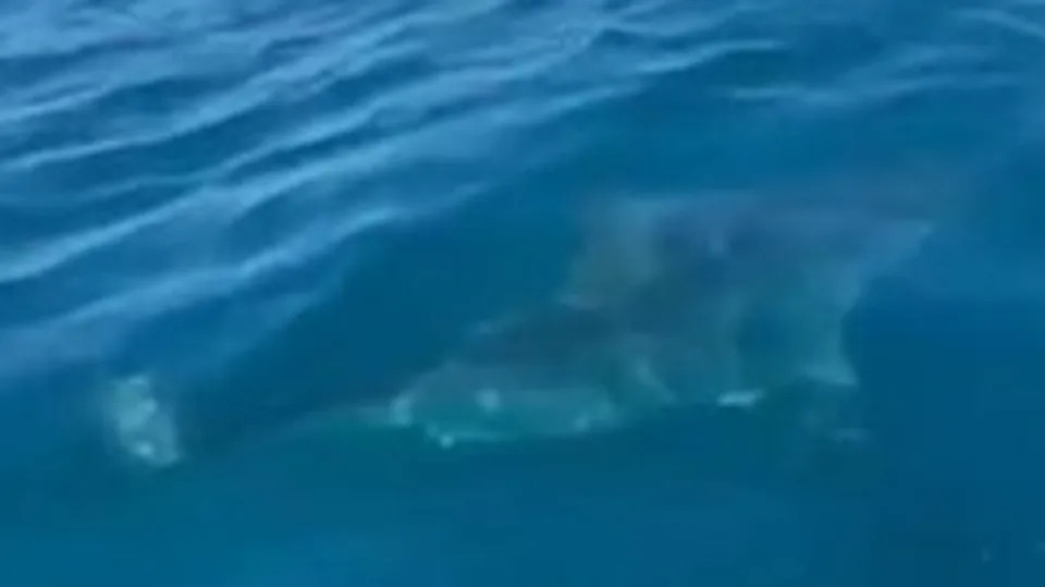 Tanveer Dhillon was diving off Ocean Reef on Sunday when a shark began circling him and rammed him into a sandbank. Picture: 7 NEWS