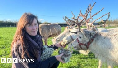 Somerset reindeer farm could close over zoo licence dispute