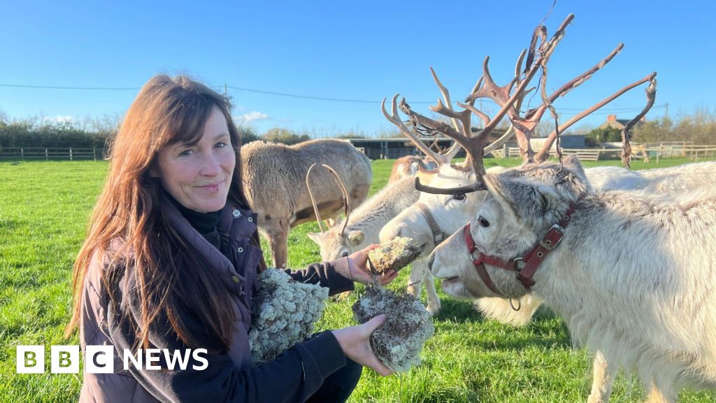 Somerset reindeer farm could close over zoo licence dispute
