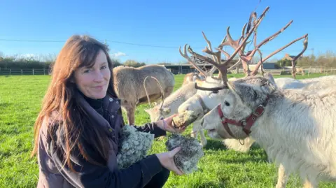 BBC Woman on the left with dark hair and she is wearing a jumper and gilet. She is leaning down and feeding reindeer. There are four reindeers in the background that are white coated. They have big antlers.