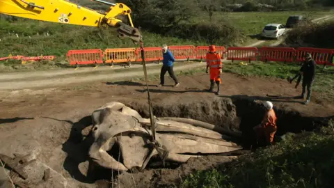 BBC A yellow digger arm over a hold containing an enormous whale skull, with a harness around it. One person stands in the hole beside the skull, while three others stand next to it looking in.