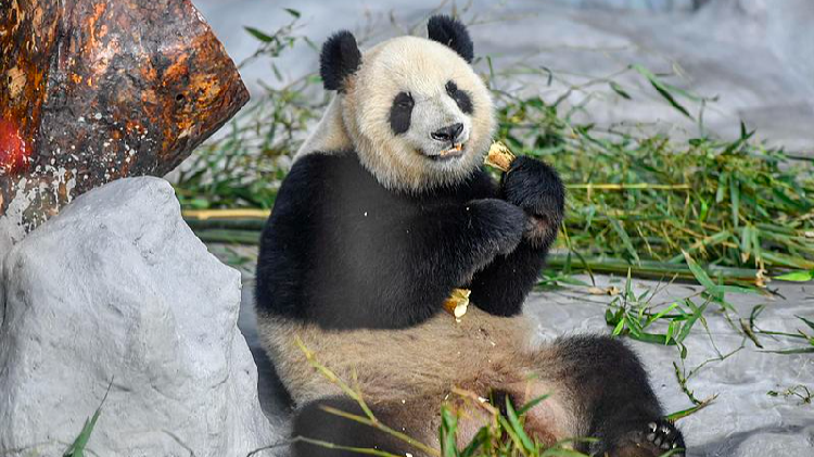 Live: Endearing moments of giant pandas in S China's Hainan Province