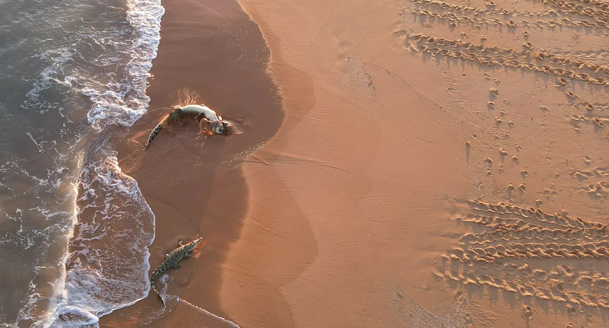 Drone captures incredible predator behaviour on deserted Aussie beach