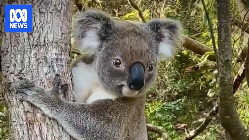 Flocks of tourists dubbed the 'koala paparazzi' putting animals at risk in Byron Bay