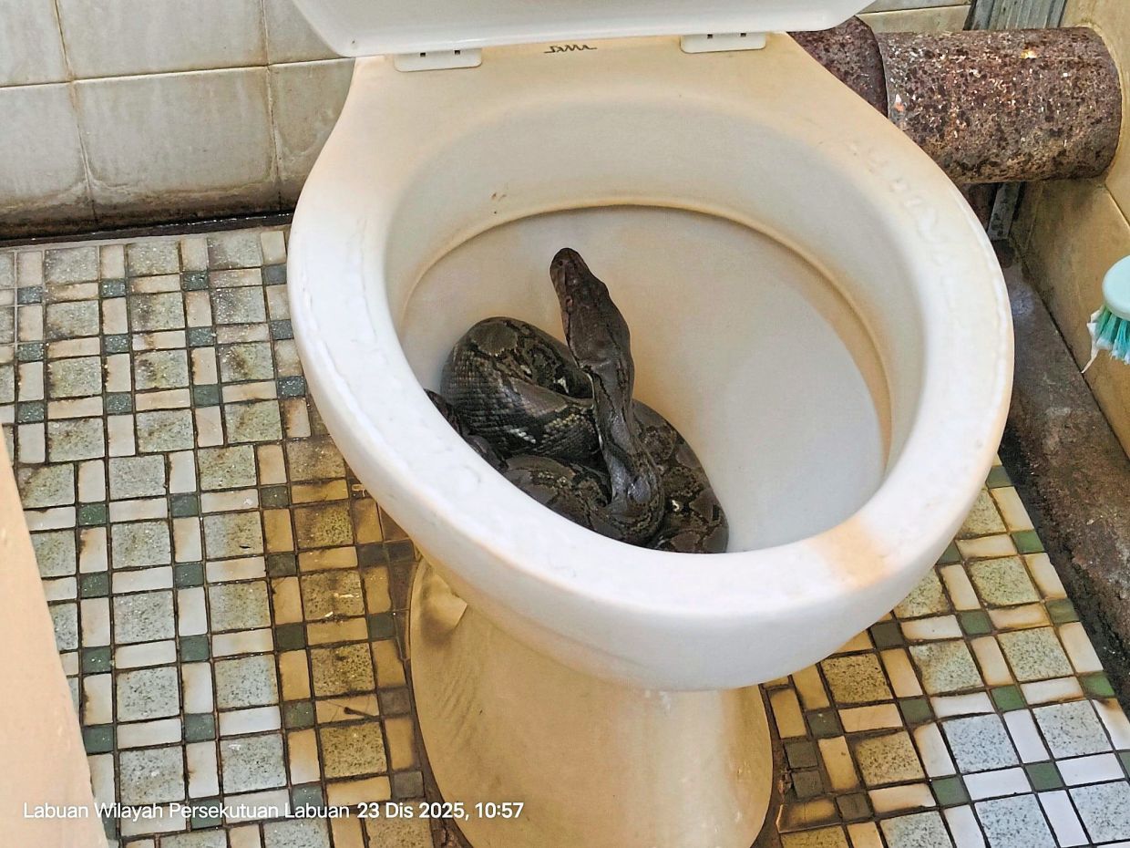 Man finds snake in toilet
