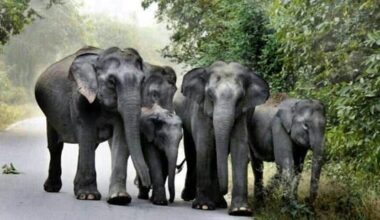 QuickCheck: Did a herd of elephants march back into the forest after a ‘stern warning’ from Perhilitan members?