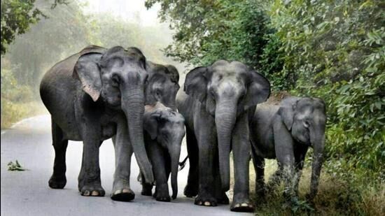 QuickCheck: Did a herd of elephants march back into the forest after a ‘stern warning’ from Perhilitan members?
