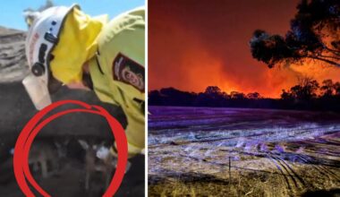 Boddington Bushfire: DFES video shows wholesome moment firefighters give water to joeys after blaze