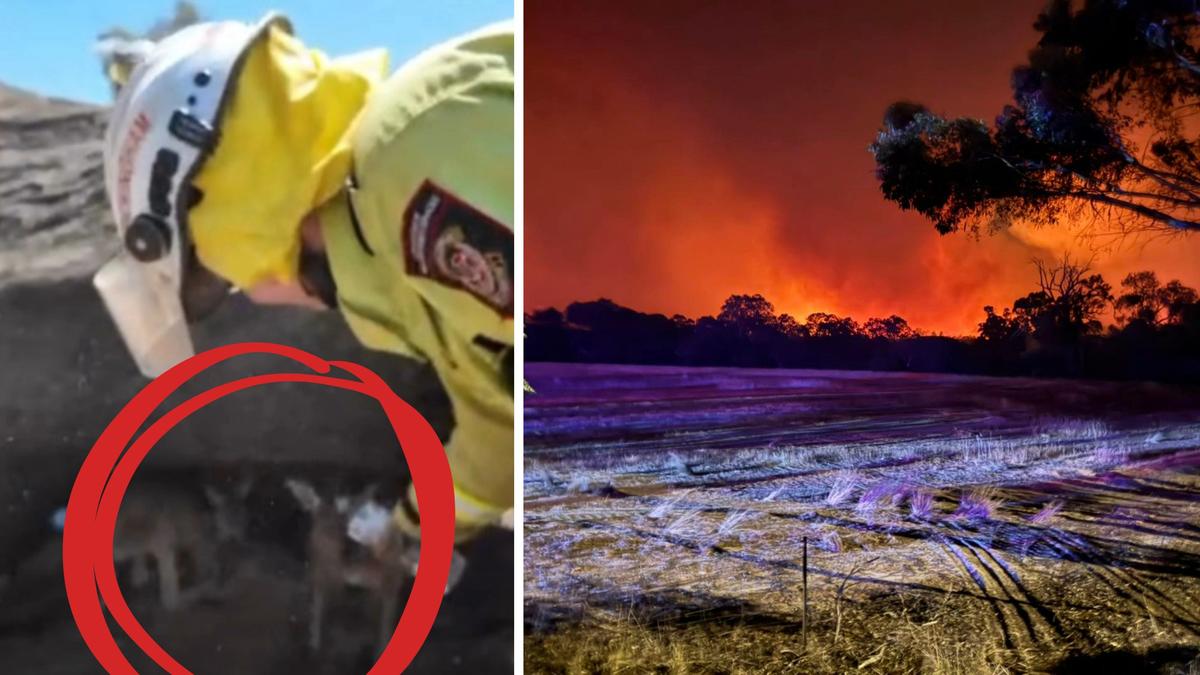 Boddington Bushfire: DFES video shows wholesome moment firefighters give water to joeys after blaze