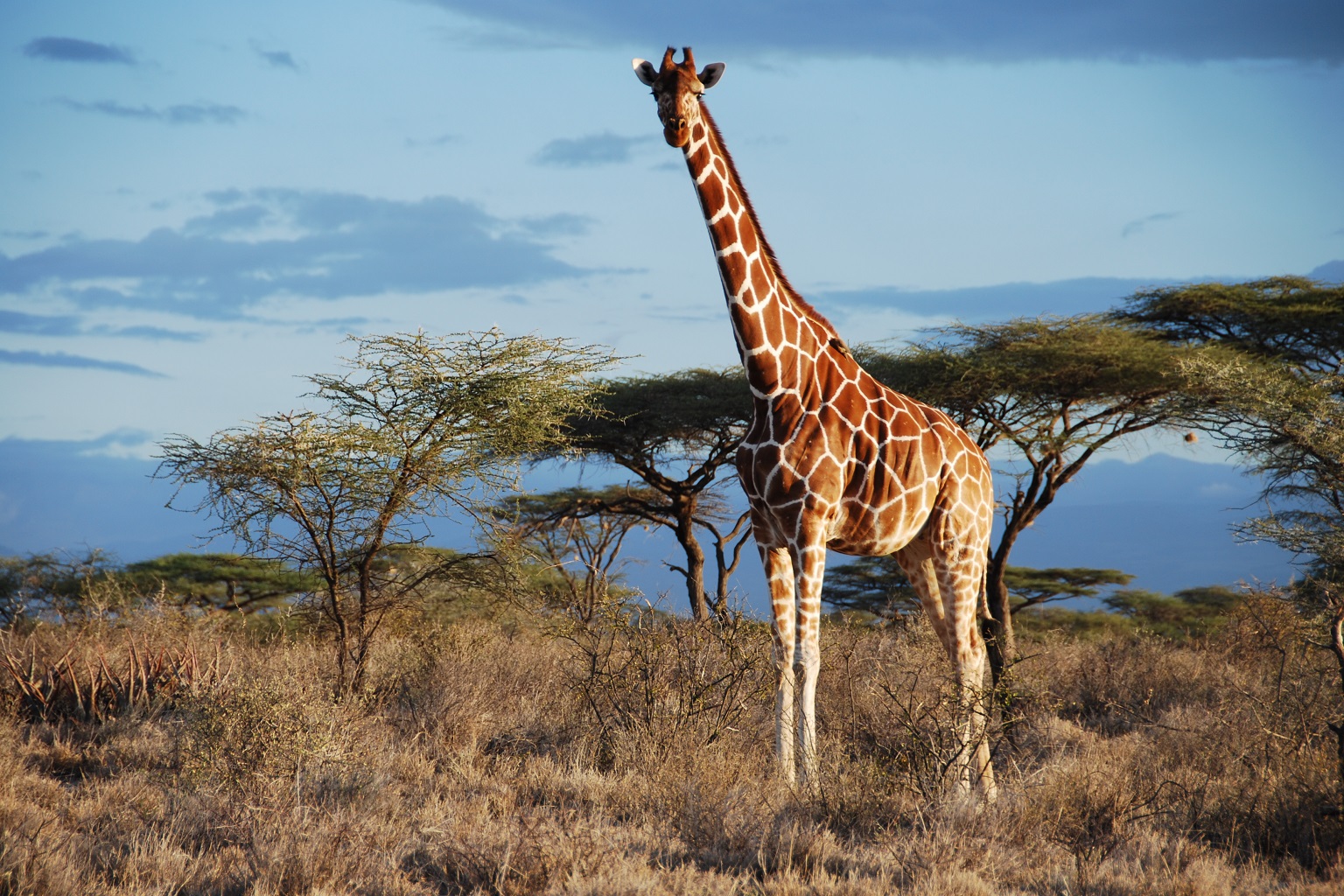 A reticulated giraffe stands tall in Kenya's Samburu National Reserve.