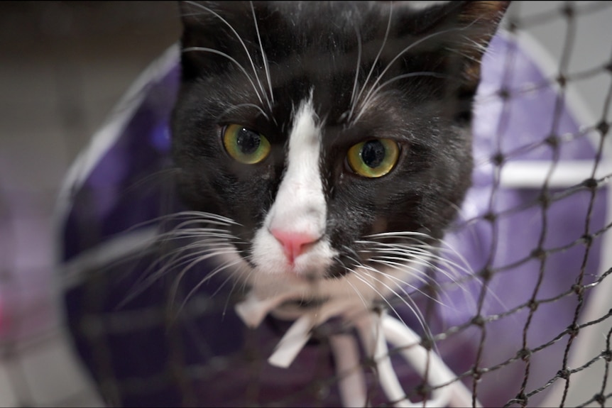 Pet Laws Cat - 2024-11-09 15:23:16