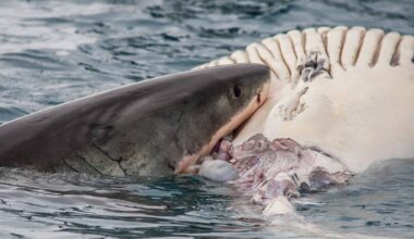 Christmas shark alert issued for Nanarup Beach near Albany after whale carcass spotted floating close to shore