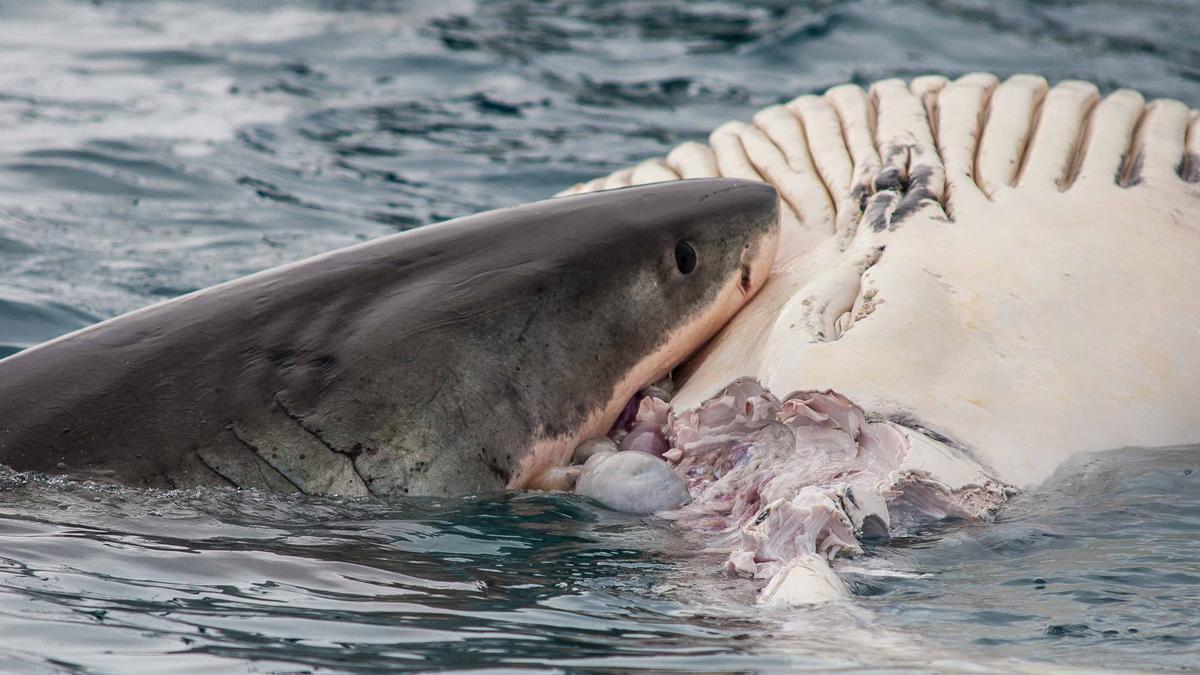 Christmas shark alert issued for Nanarup Beach near Albany after whale carcass spotted floating close to shore