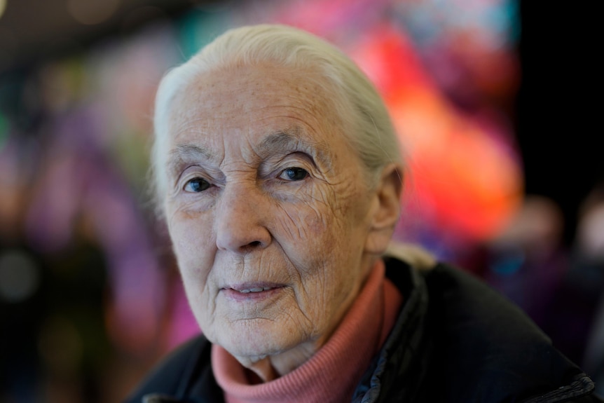 a cose up of jane goodall, an elderly white woman with white hair
