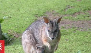 Bay of Plenty wallaby infestation: 2000 controlled this year