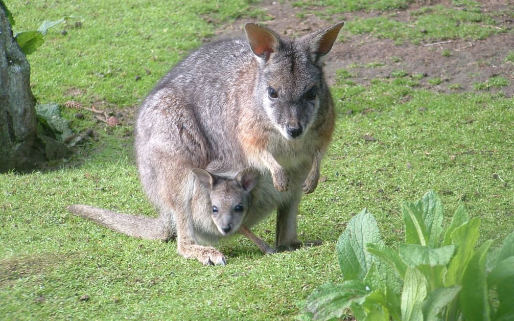 They may look cute but introduced wallabies pose serious threats to New Zealand's environment.