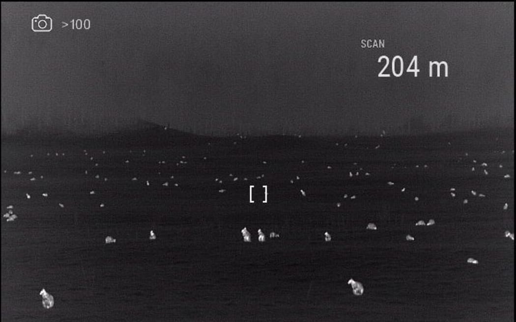 Dozens of wallabies pictured on a Rotorua paddock in 2022.