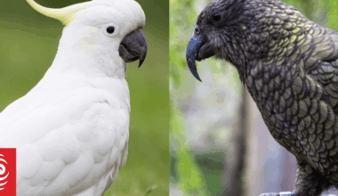 Kea smarter and more capable of surprise than cockatoos, Austrian study finds