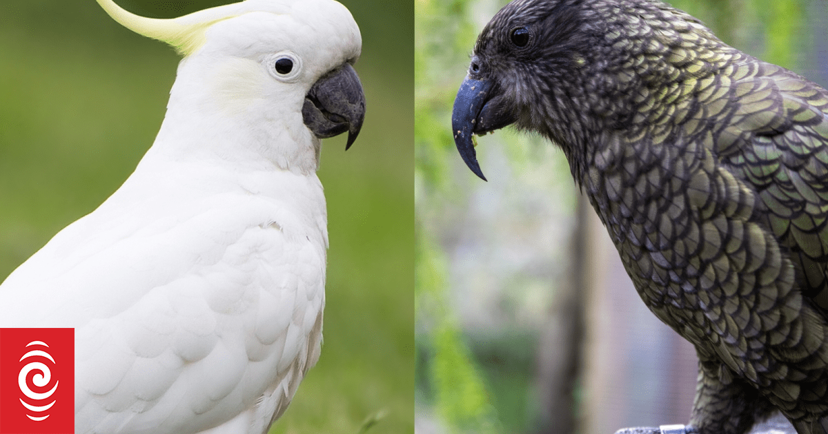 Kea smarter and more capable of surprise than cockatoos, Austrian study finds