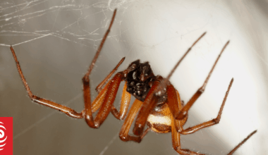 Scientists investigate venomous spider 'hotspots'