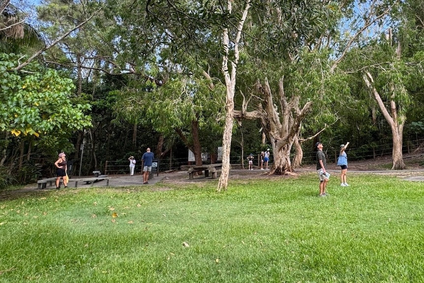 A group of people look up to search trees for koalas
