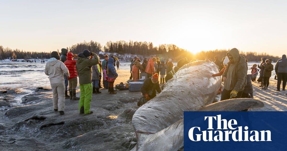 A dead whale shows up on your beach. What do you do with the 40-ton carcass? | Whales