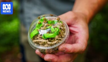 Ladybugs set loose at Australian Parliament House in Canberra over summer to take out pests