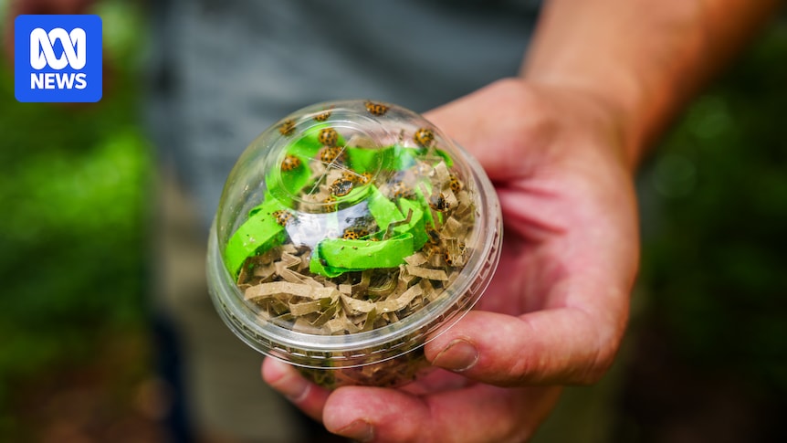 Ladybugs set loose at Australian Parliament House in Canberra over summer to take out pests