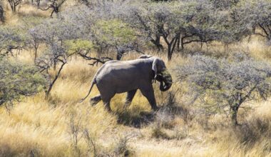 How Cooperation Secured the Future of South Africa’s Smallest Free-Roaming Elephant Herd