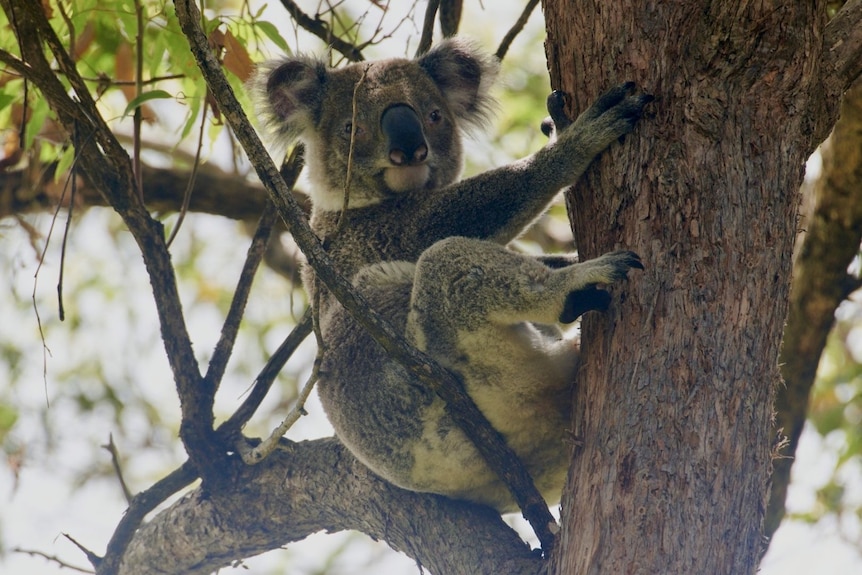 A koala leans back in a tree