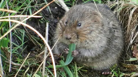 Andy Coates A water vole by a body of water eating a leaf.