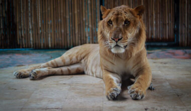 Bangkok Post - Big cat hybrids given regulated species status