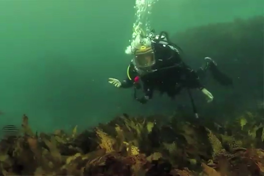 Emma Johnston scuba dives.