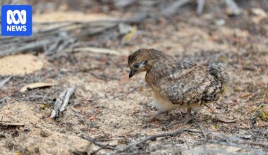 Endangered malleefowl chick saved in 2,000-hectare fire at Wyperfeld National Park