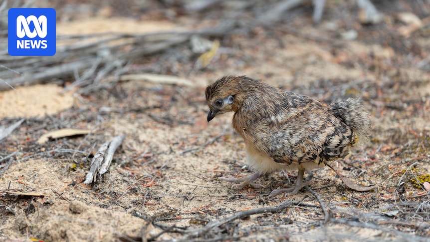 Endangered malleefowl chick saved in 2,000-hectare fire at Wyperfeld National Park