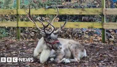 Runaway reindeer who fled Formby attraction has security beefed up