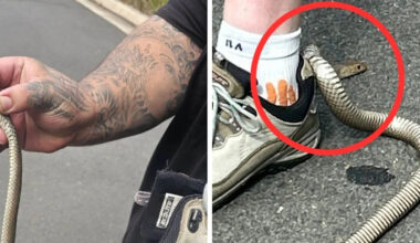 ‘Bizarre’ place ‘terrifying’ snake caught