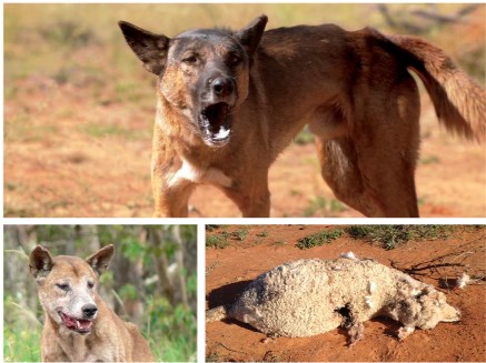 Two images of wild dogs snarling and a dead sheep on the red dirt.