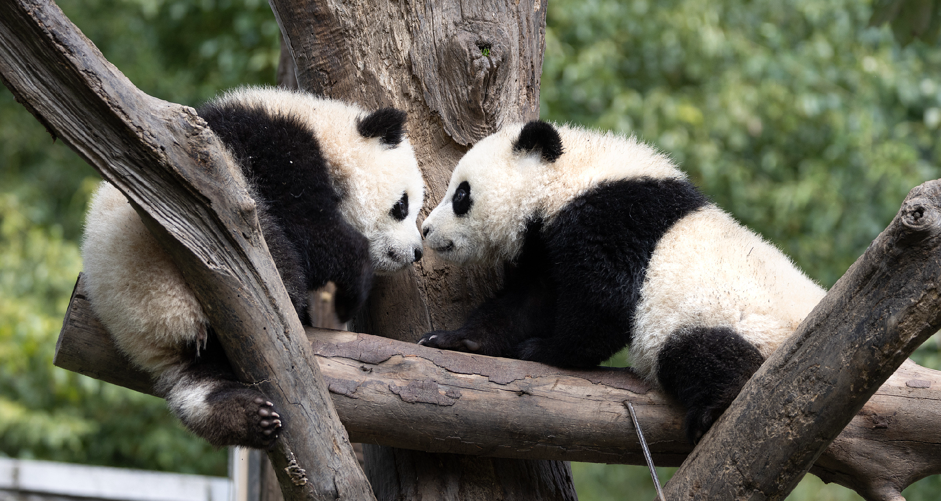 Live: A visit to China's new home for its beloved giant pandas