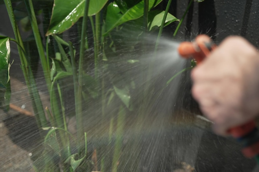 A hand holds the orange nozzle of a hose which is spraying water onto green plants.