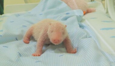Panda cub born at zoo in Indonesia | National & World News