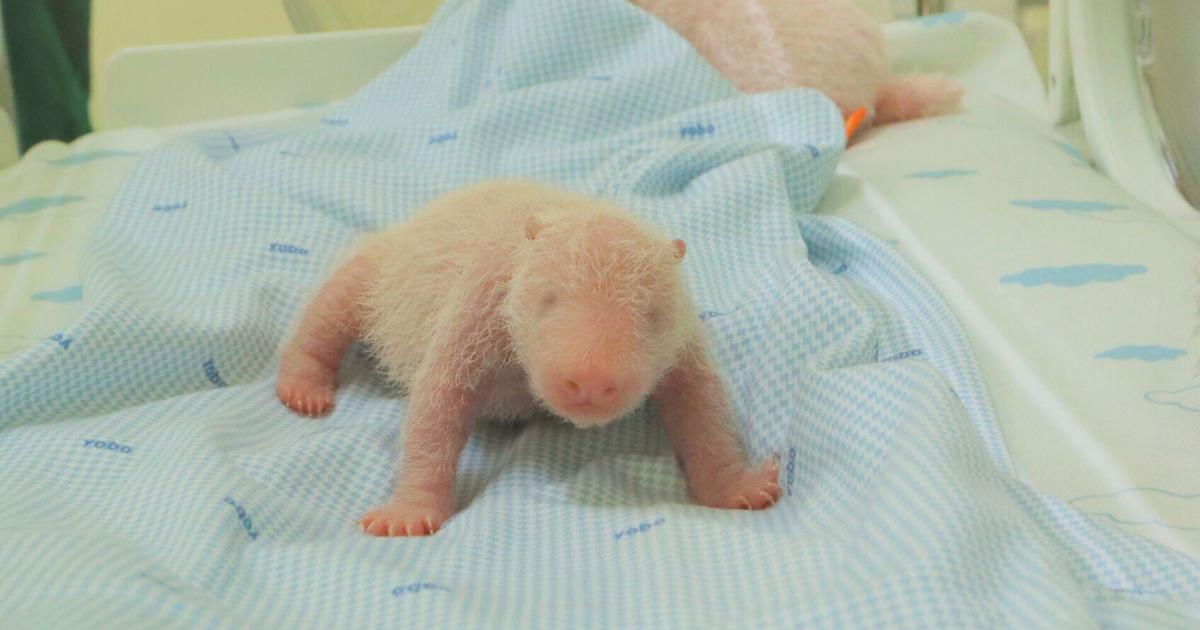 Panda cub born at zoo in Indonesia | National & World News
