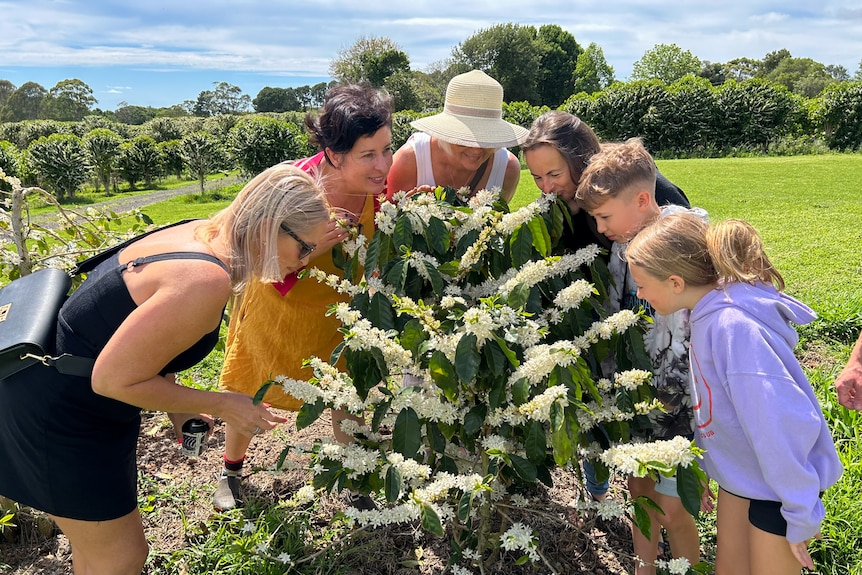 Rebecca Zentveld with a tour group around a coffee tree with white flowers.